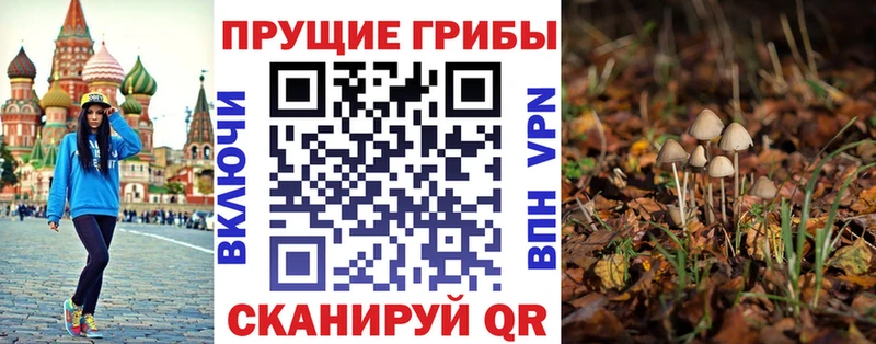 ОМГ ОМГ ТОР  Лакинск  Псилоцибиновые грибы мицелий 